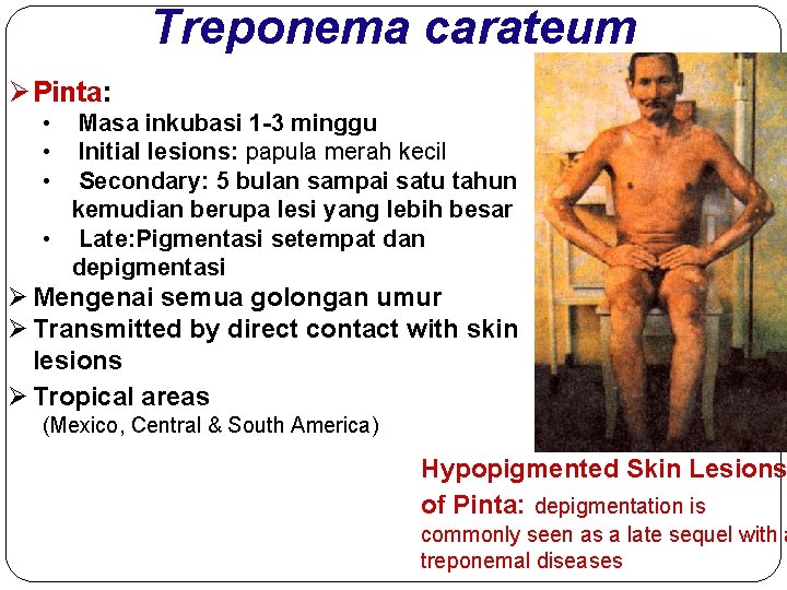 Treponema carateum Ø Pinta: • • • Masa inkubasi 1 -3 minggu Initial lesions: