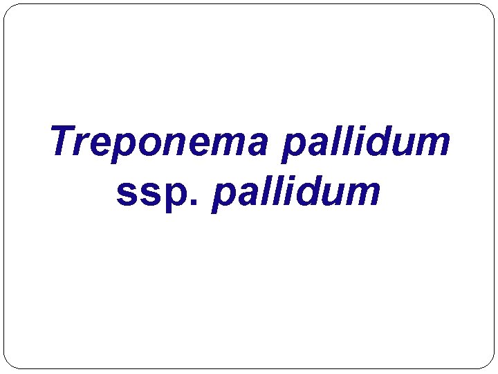 Treponema pallidum ssp. pallidum 