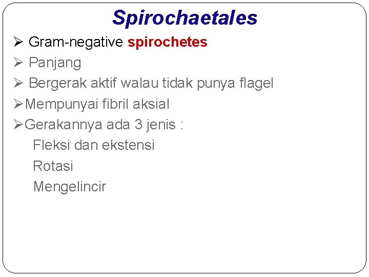 Spirochaetales Ø Gram-negative spirochetes Ø Panjang Ø Bergerak aktif walau tidak punya flagel ØMempunyai