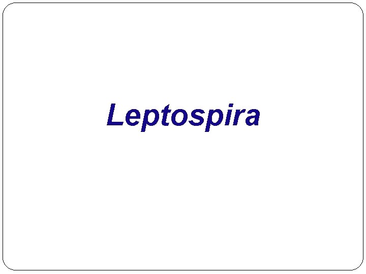 Leptospira 