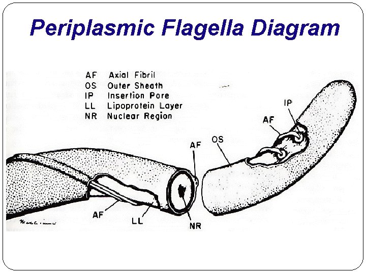 Periplasmic Flagella Diagram 
