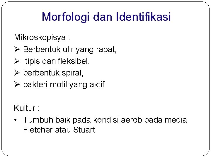 Morfologi dan Identifikasi Mikroskopisya : Ø Berbentuk ulir yang rapat, Ø tipis dan fleksibel,