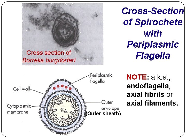 Cross-Section of Spirochete with Periplasmic Flagella Cross section of Borrelia burgdorferi NOTE: a. k.