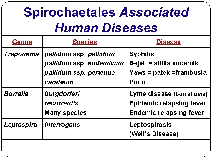 Spirochaetales Associated Human Diseases Genus Species Disease Treponema pallidum ssp. endemicum pallidum ssp. pertenue