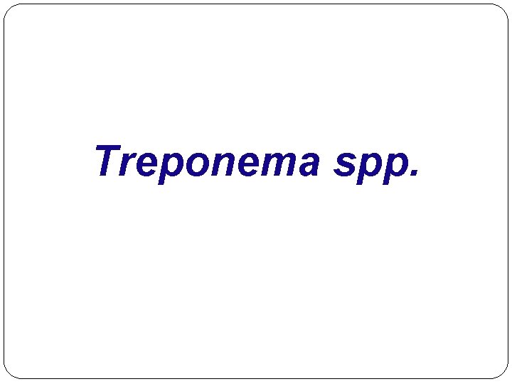 Treponema spp. 