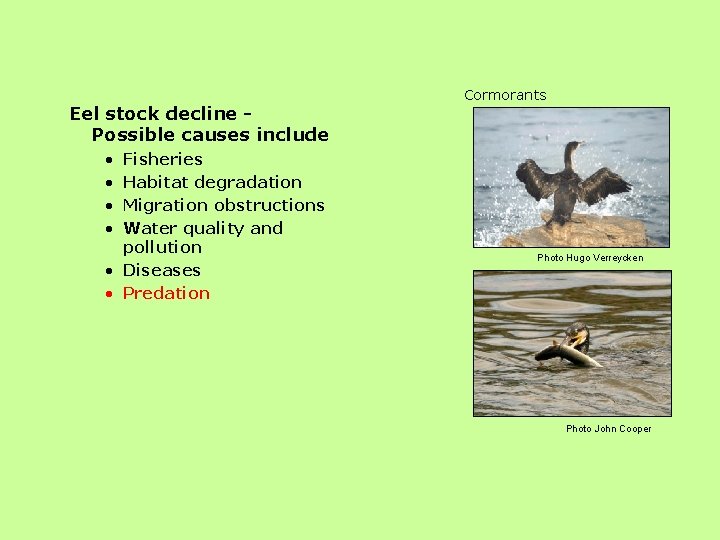 Eel stock decline Possible causes include Cormorants • • Fisheries Habitat degradation Migration obstructions