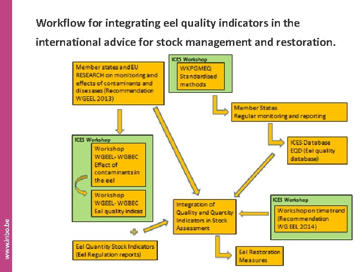 Workflow for integrating eel quality indicators in the international advice for stock management and