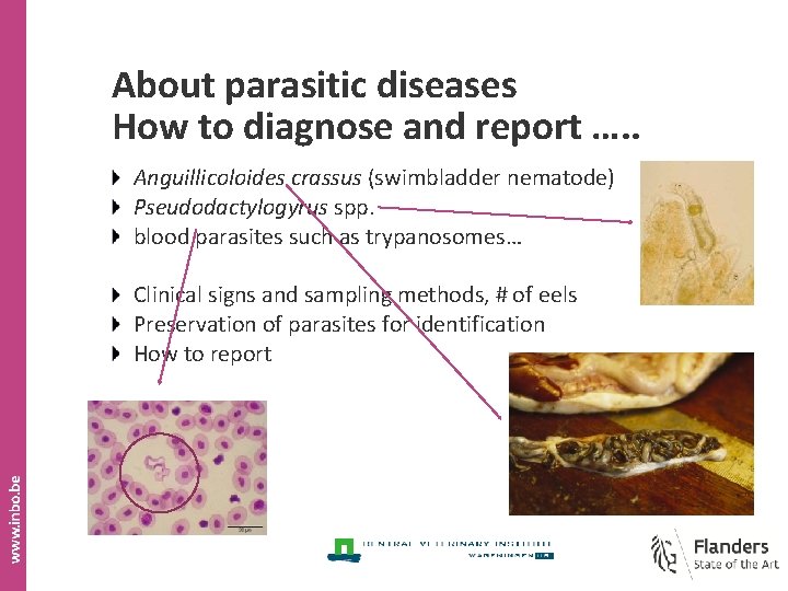 About parasitic diseases How to diagnose and report …. . Anguillicoloides crassus (swimbladder nematode)