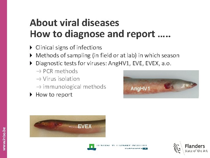 About viral diseases How to diagnose and report …. . Clinical signs of infections