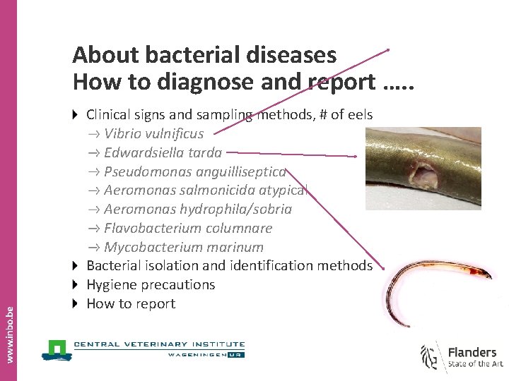 About bacterial diseases How to diagnose and report …. . Clinical signs and sampling