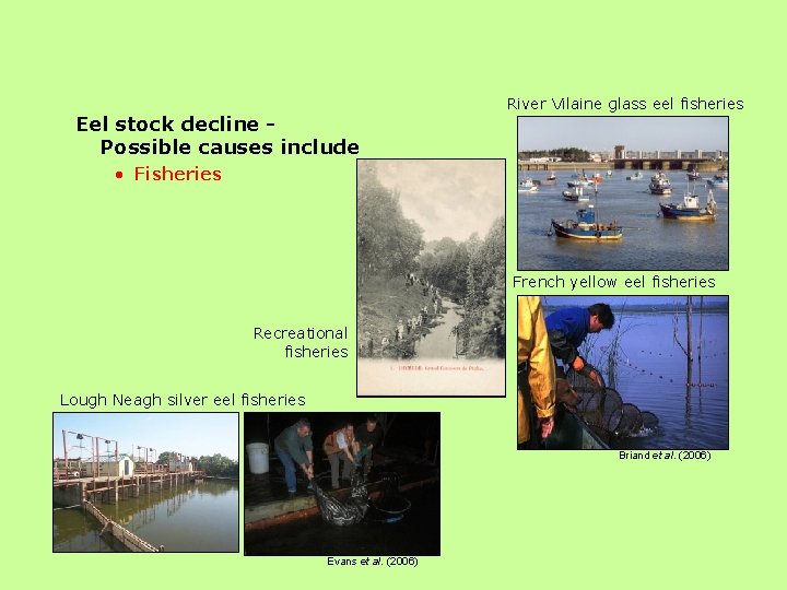 Eel stock decline Possible causes include River Vilaine glass eel fisheries • Fisheries French