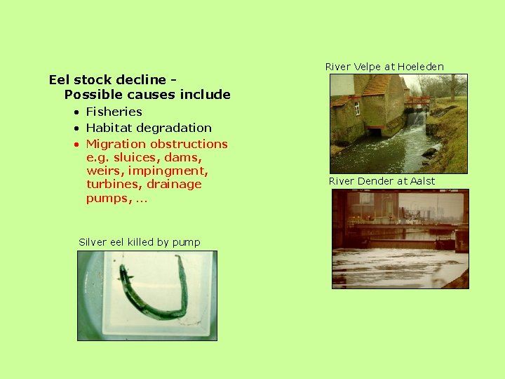 Eel stock decline Possible causes include • Fisheries • Habitat degradation • Migration obstructions