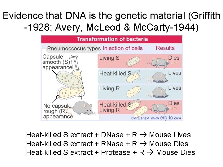 Evidence that DNA is the genetic material (Griffith -1928; Avery, Mc. Leod & Mc.