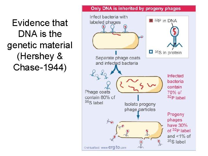 Evidence that DNA is the genetic material (Hershey & Chase-1944) 