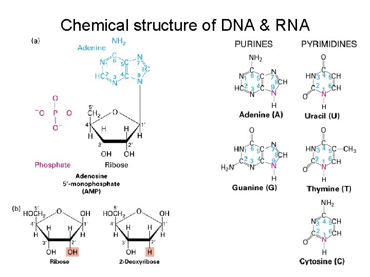 Chemical structure of DNA & RNA 