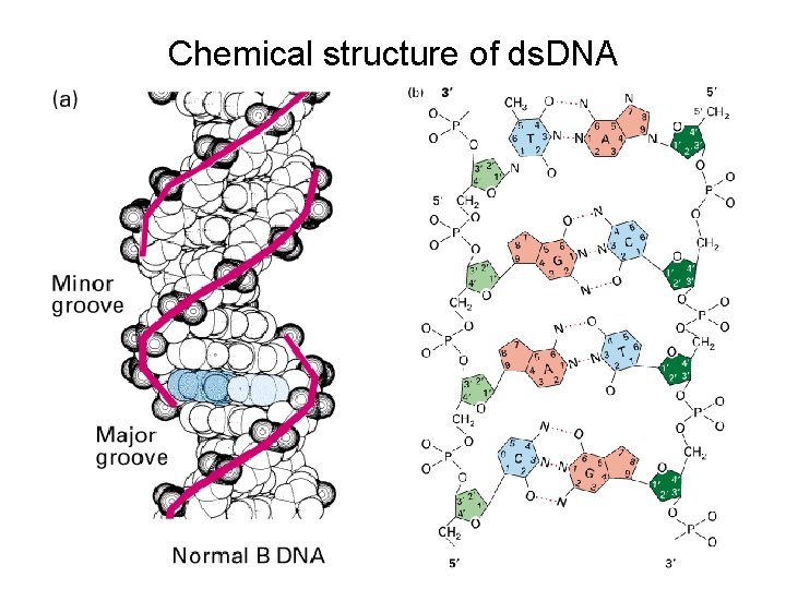 Chemical structure of ds. DNA 