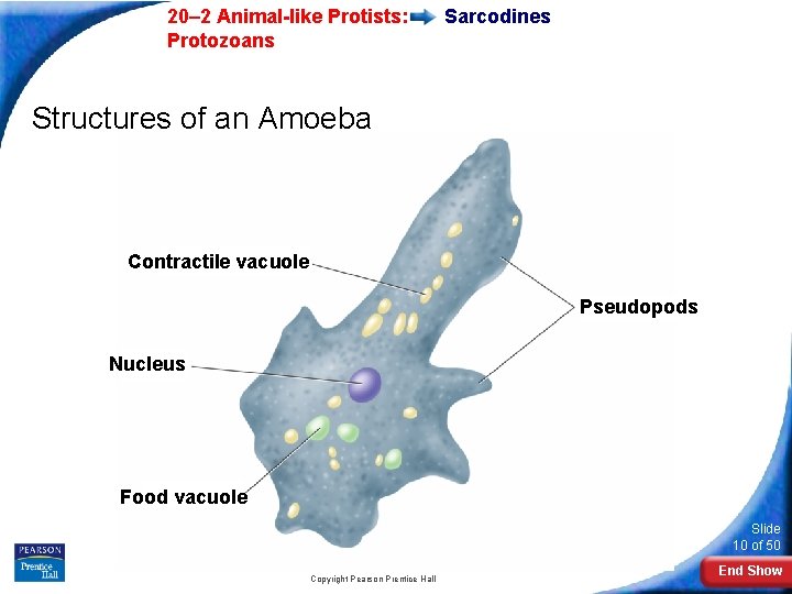  20– 2 Animal-like Protists: Protozoans Sarcodines Structures of an Amoeba Contractile vacuole Pseudopods
