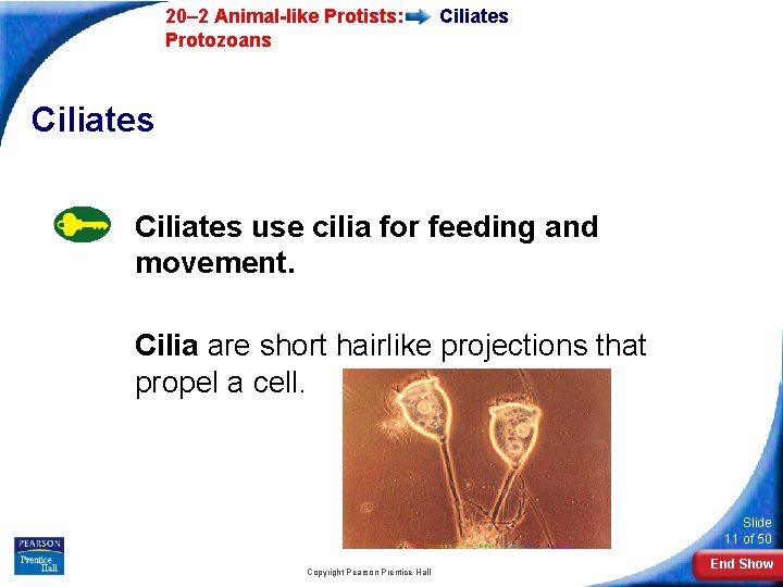  20– 2 Animal-like Protists: Protozoans Ciliates use cilia for feeding and movement. Cilia