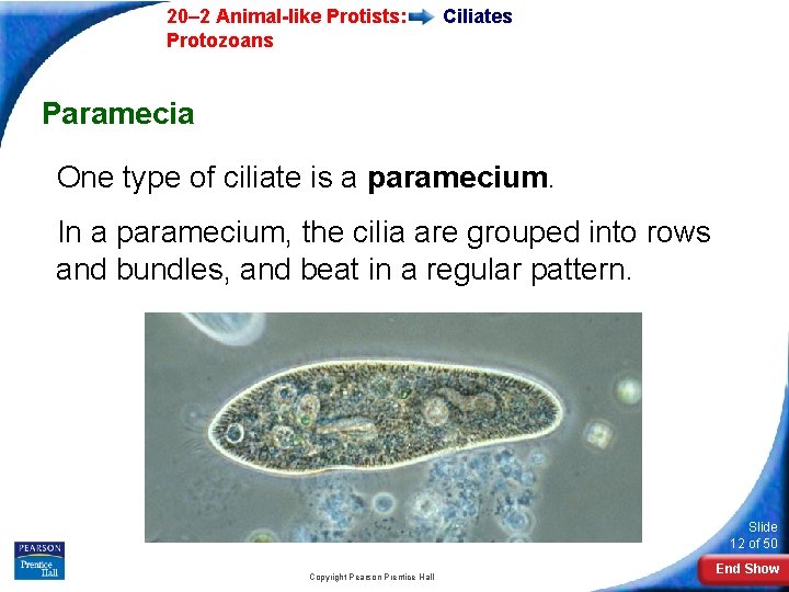  20– 2 Animal-like Protists: Protozoans Ciliates Paramecia One type of ciliate is a