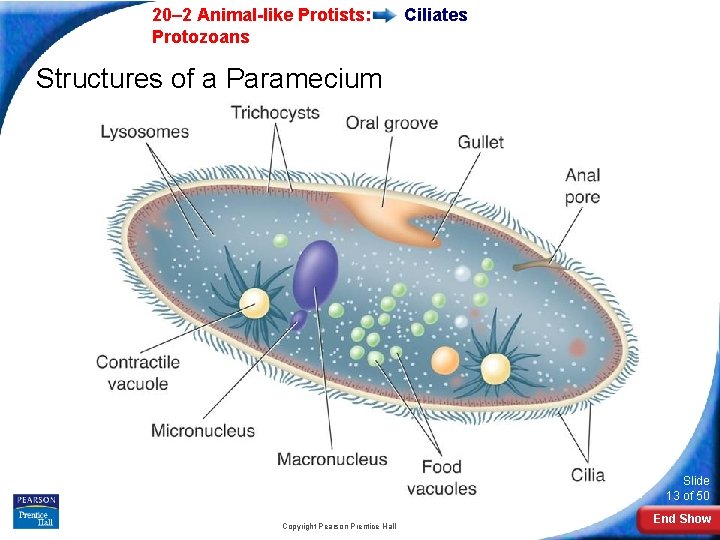  20– 2 Animal-like Protists: Protozoans Ciliates Structures of a Paramecium Slide 13 of