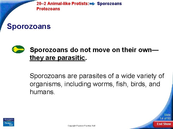  20– 2 Animal-like Protists: Protozoans Sporozoans do not move on their own— they