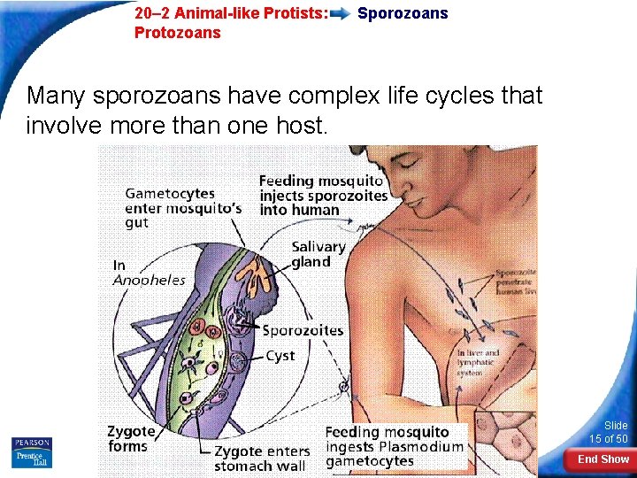  20– 2 Animal-like Protists: Protozoans Sporozoans Many sporozoans have complex life cycles that