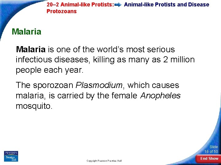  20– 2 Animal-like Protists: Protozoans Animal-like Protists and Disease Malaria is one of