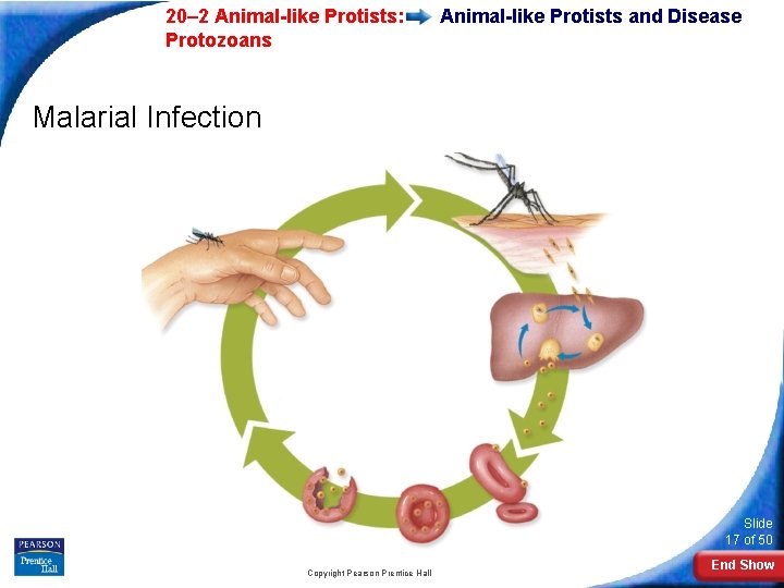  20– 2 Animal-like Protists: Protozoans Animal-like Protists and Disease Malarial Infection Slide 17