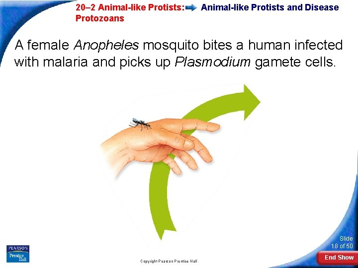  20– 2 Animal-like Protists: Protozoans Animal-like Protists and Disease A female Anopheles mosquito