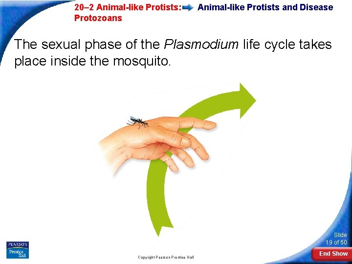  20– 2 Animal-like Protists: Protozoans Animal-like Protists and Disease The sexual phase of