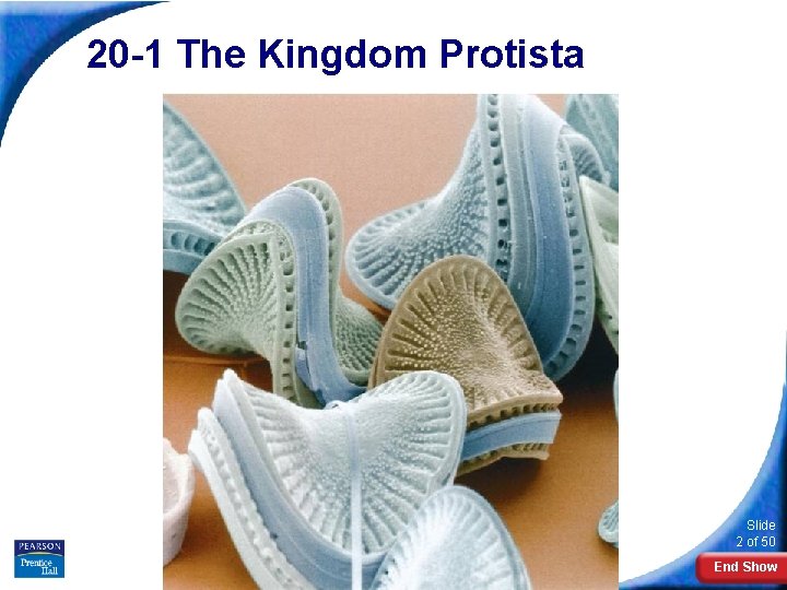 20 -1 The Kingdom Protista Slide 2 of 50 Copyright Pearson Prentice Hall End