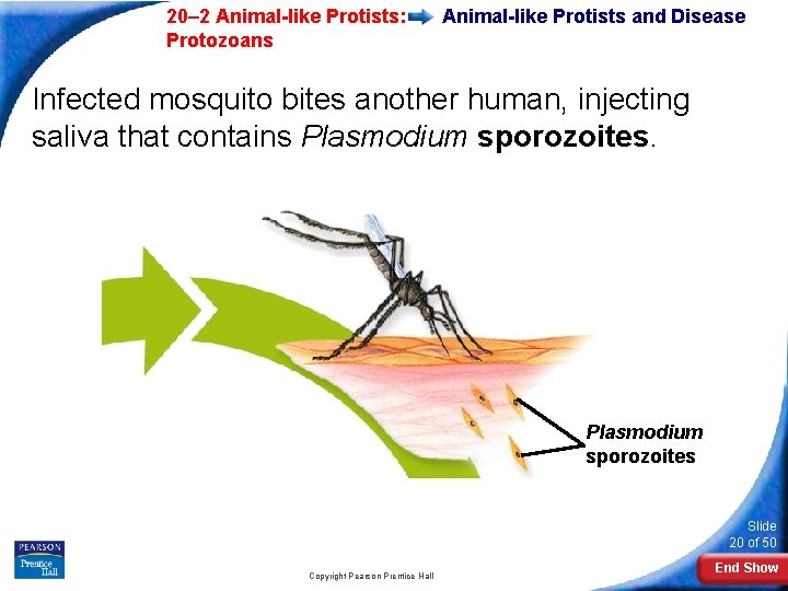  20– 2 Animal-like Protists: Protozoans Animal-like Protists and Disease Infected mosquito bites another