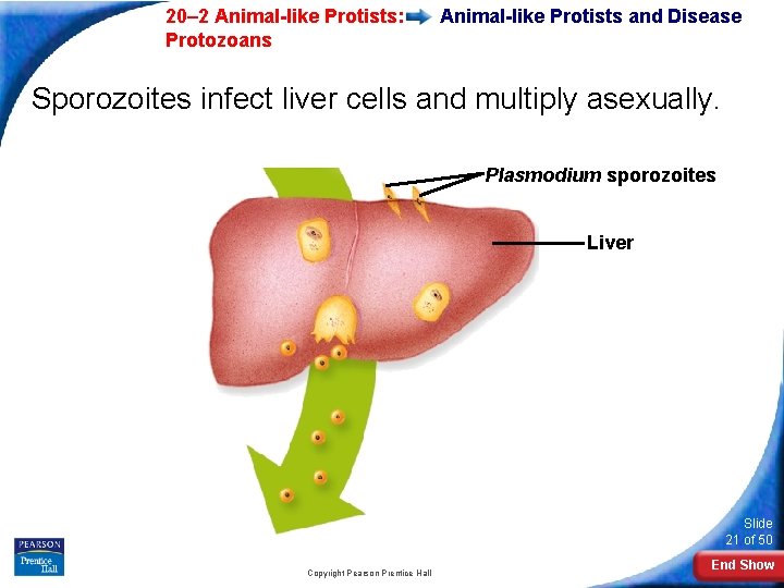  20– 2 Animal-like Protists: Protozoans Animal-like Protists and Disease Sporozoites infect liver cells