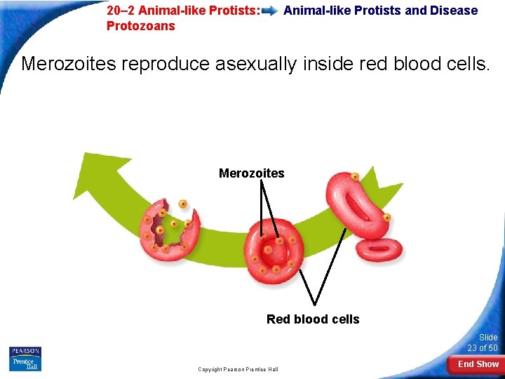  20– 2 Animal-like Protists: Protozoans Animal-like Protists and Disease Merozoites reproduce asexually inside