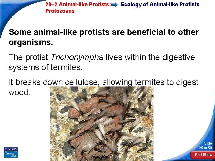  20– 2 Animal-like Protists: Protozoans Ecology of Animal-like Protists Some animal-like protists are