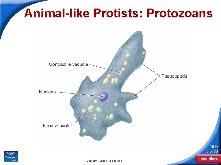 Animal-like Protists: Protozoans Slide 5 of 50 Copyright Pearson Prentice Hall End Show 