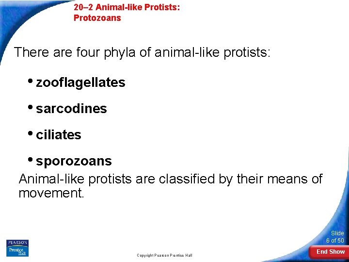  20– 2 Animal-like Protists: Protozoans 20 -2 Animal-like Protists: There are four phyla