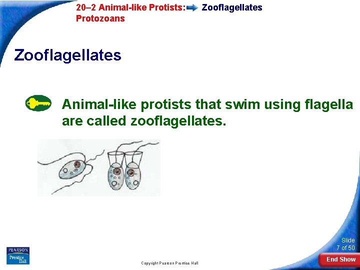  20– 2 Animal-like Protists: Protozoans Zooflagellates Animal-like protists that swim using flagella are