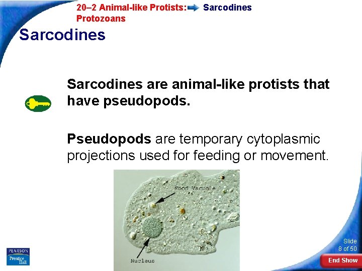  20– 2 Animal-like Protists: Protozoans Sarcodines are animal-like protists that have pseudopods. Pseudopods