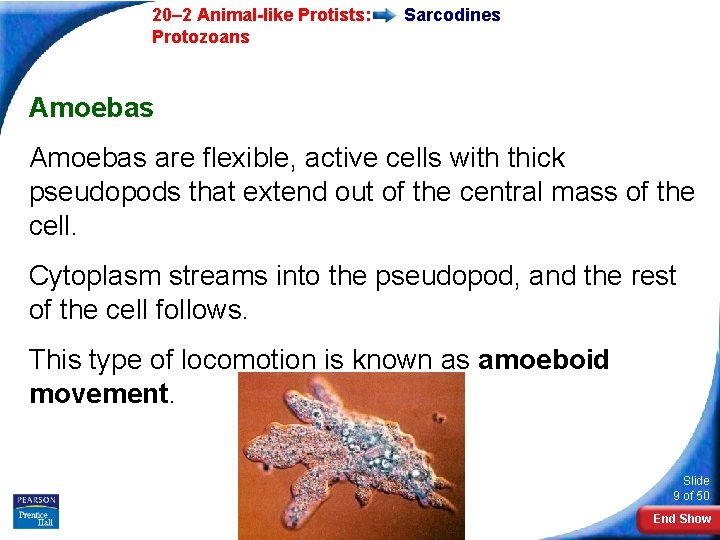  20– 2 Animal-like Protists: Protozoans Sarcodines Amoebas are flexible, active cells with thick