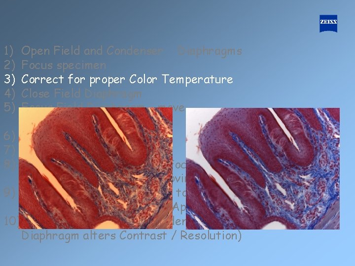 1) 2) 3) 4) 5) Open Field and Condenser Diaphragms Focus specimen Correct for