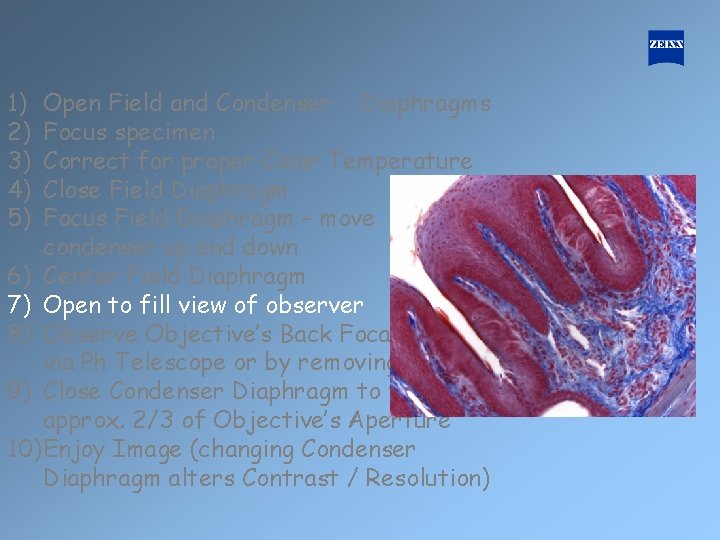 1) 2) 3) 4) 5) Open Field and Condenser Diaphragms Focus specimen Correct for