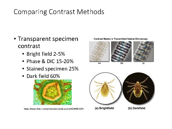 Comparing Contrast Methods • Transparent specimen contrast • • Bright field 2 -5% Phase