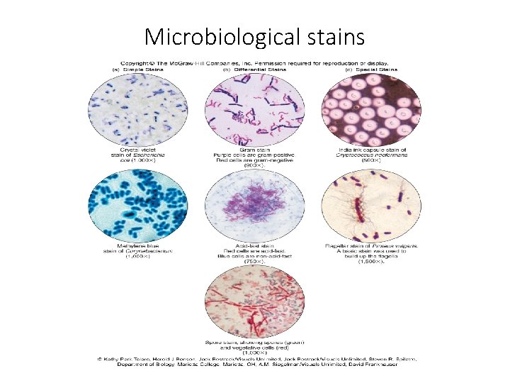 Microbiological stains 