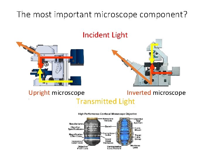 The most important microscope component? Incident Light Upright microscope. Inverted microscope Transmitted Light 