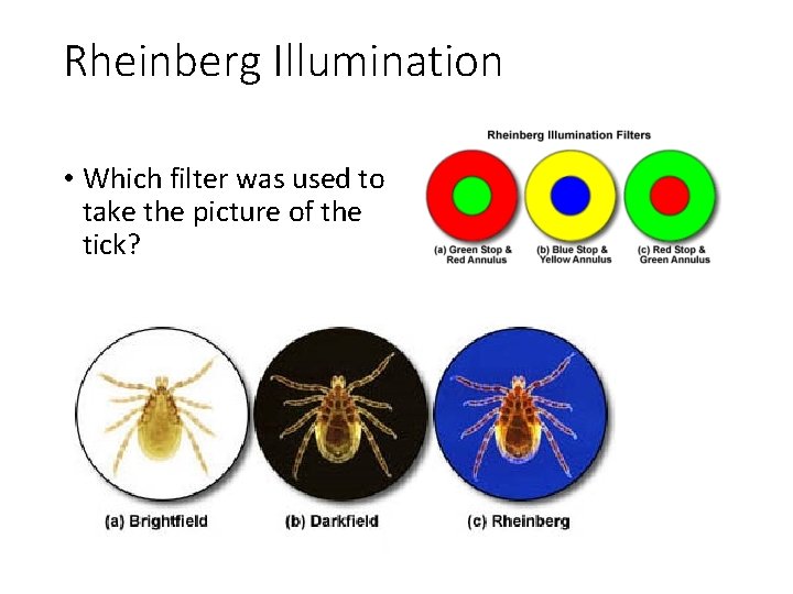 Rheinberg Illumination • Which filter was used to take the picture of the tick?