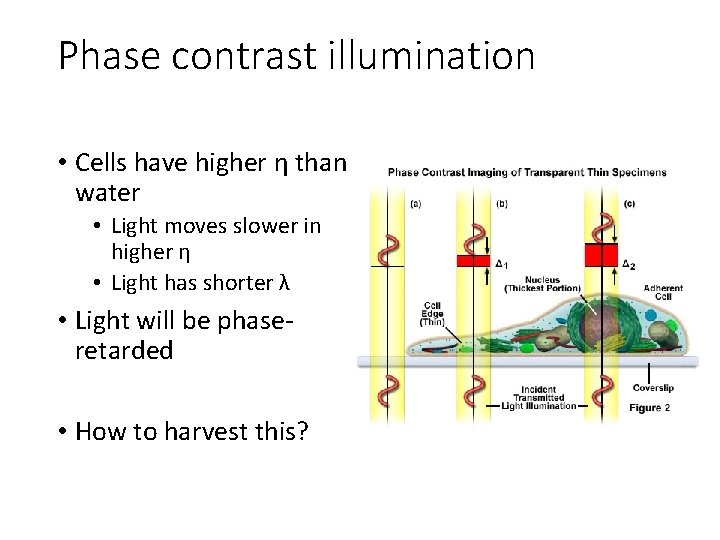 Phase contrast illumination • Cells have higher η than water • Light moves slower