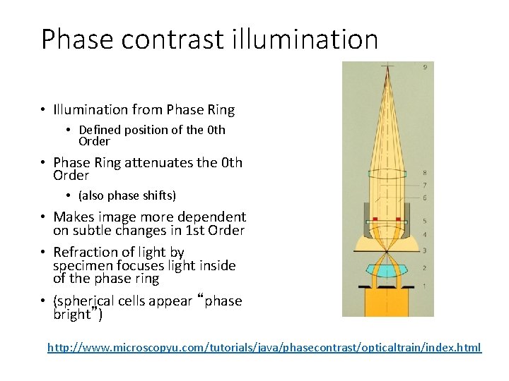 Phase contrast illumination • Illumination from Phase Ring • Defined position of the 0