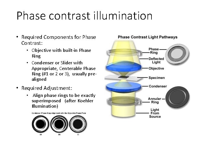 Phase contrast illumination • Required Components for Phase Contrast: • Objective with built-in Phase