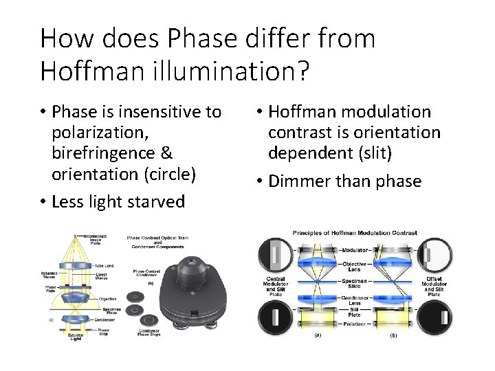 How does Phase differ from Hoffman illumination? • Phase is insensitive to polarization, birefringence